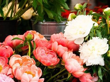 1300 Flowers Gallery Banner 1